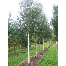 Береза корисна Доренбос | Берёза полезная Доренбос | Betula utilis Doorenbos