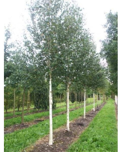 Береза корисна Доренбос | Берёза полезная Доренбос | Betula utilis Doorenbos