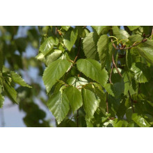 Береза корисна Доренбос | Берёза полезная Доренбос | Betula utilis Doorenbos