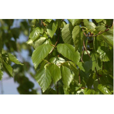 Береза корисна Доренбос | Берёза полезная Доренбос | Betula utilis Doorenbos