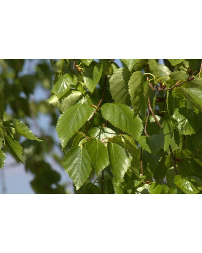 Береза корисна Доренбос | Берёза полезная Доренбос | Betula utilis Doorenbos