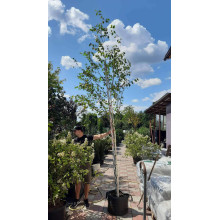 Береза корисна Доренбос | Берёза полезная Доренбос | Betula utilis Doorenbos