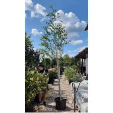 Береза корисна Доренбос | Берёза полезная Доренбос | Betula utilis Doorenbos