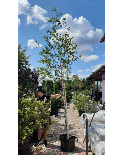 Береза корисна Доренбос | Берёза полезная Доренбос | Betula utilis Doorenbos