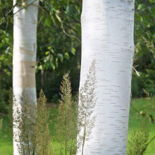 Береза корисна Доренбос | Берёза полезная Доренбос | Betula utilis Doorenbos