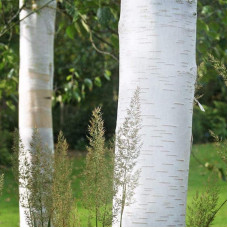 Береза корисна Доренбос | Берёза полезная Доренбос | Betula utilis Doorenbos