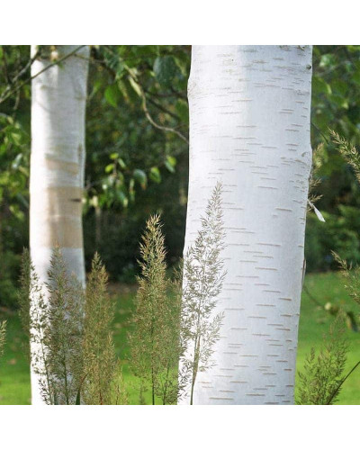 Береза корисна Доренбос | Берёза полезная Доренбос | Betula utilis Doorenbos