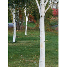 Береза корисна Доренбос | Берёза полезная Доренбос | Betula utilis Doorenbos