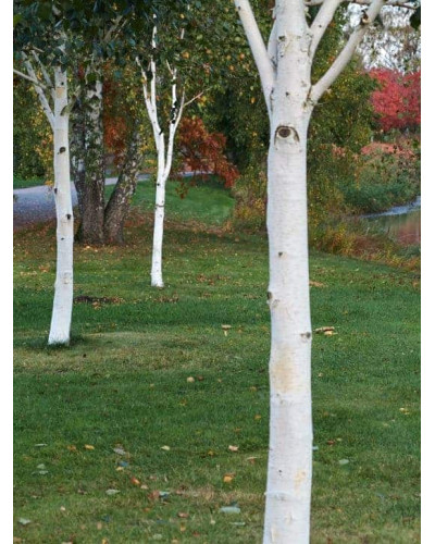 Береза корисна Доренбос | Берёза полезная Доренбос | Betula utilis Doorenbos
