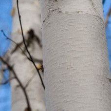 Береза корисна Доренбос | Берёза полезная Доренбос | Betula utilis Doorenbos