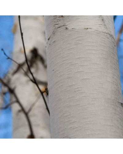 Береза корисна Доренбос | Берёза полезная Доренбос | Betula utilis Doorenbos