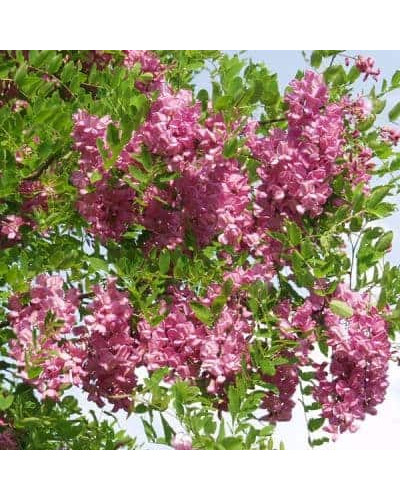 Акація Маргарити Каскве Роуж | Акация Маргариты Касквэ Роуж | Robinia margaretta Casque Rouge