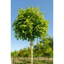 Клен польовий Нанум | Acer campestre Nanum | Клён полевой Нанум
