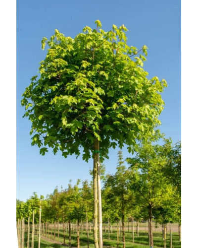 Клен польовий Нанум | Acer campestre Nanum | Клён полевой Нанум