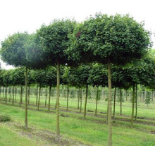 Клен польовий Нанум | Acer campestre Nanum | Клён полевой Нанум