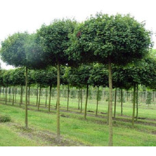 Клен польовий Нанум | Acer campestre Nanum | Клён полевой Нанум