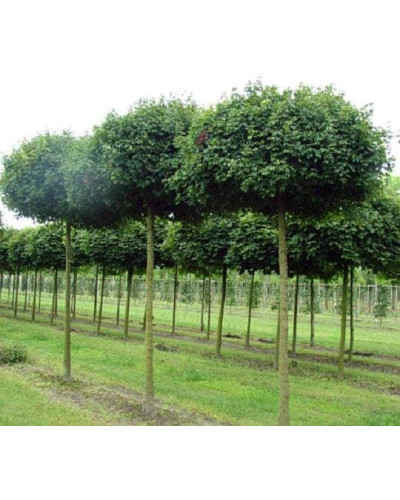 Клен польовий Нанум | Acer campestre Nanum | Клён полевой Нанум