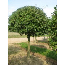 Клен польовий Нанум | Acer campestre Nanum | Клён полевой Нанум