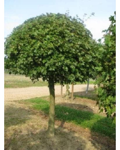 Клен польовий Нанум | Acer campestre Nanum | Клён полевой Нанум