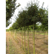 Клен польовий Нанум | Acer campestre Nanum | Клён полевой Нанум
