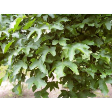 Клен польовий Нанум | Acer campestre Nanum | Клён полевой Нанум