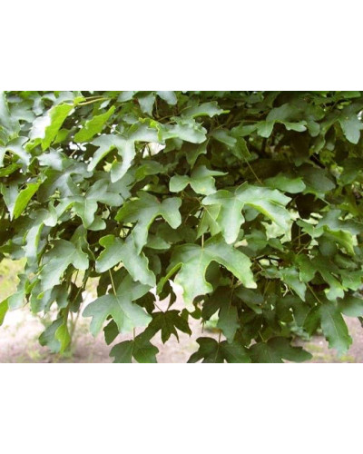 Клен польовий Нанум | Acer campestre Nanum | Клён полевой Нанум