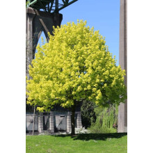 Клен гостролистний Принцетон Голд | Acer platanoides Princeton Gold | Клён остролистный Принцетон Голд