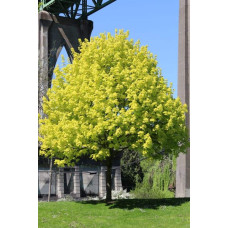 Клен гостролистний Принцетон Голд | Acer platanoides Princeton Gold | Клён остролистный Принцетон Голд
