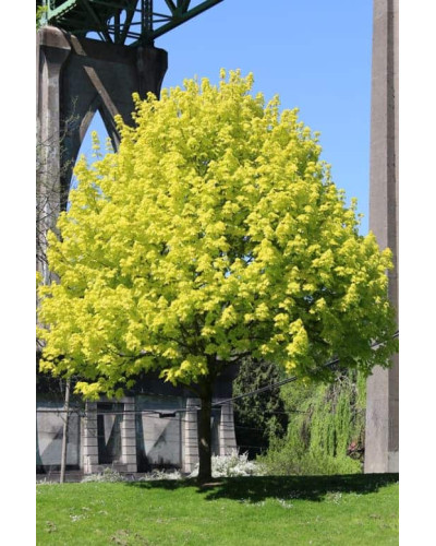 Клен гостролистний Принцетон Голд | Acer platanoides Princeton Gold | Клён остролистный Принцетон Голд