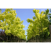 Клен гостролистний Принцетон Голд | Acer platanoides Princeton Gold | Клён остролистный Принцетон Голд