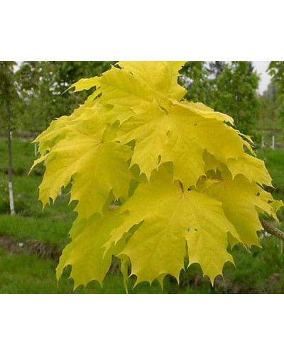 Клен гостролистний Принцетон Голд | Acer platanoides Princeton Gold | Клён остролистный Принцетон Голд
