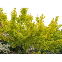 Клен гостролистний Принцетон Голд | Acer platanoides Princeton Gold | Клён остролистный Принцетон Голд