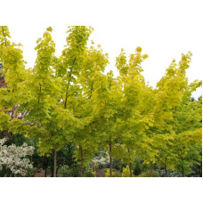 Клен гостролистний Принцетон Голд | Acer platanoides Princeton Gold | Клён остролистный Принцетон Голд
