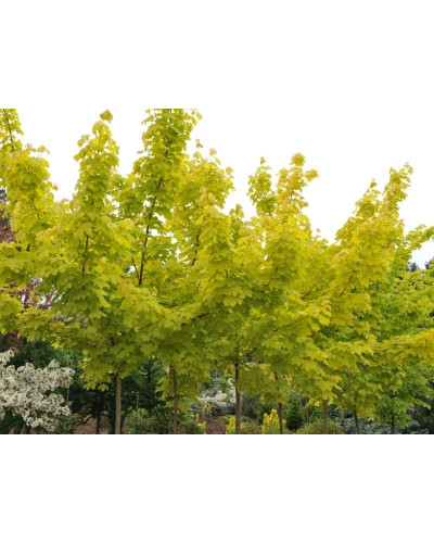 Клен гостролистний Принцетон Голд | Acer platanoides Princeton Gold | Клён остролистный Принцетон Голд