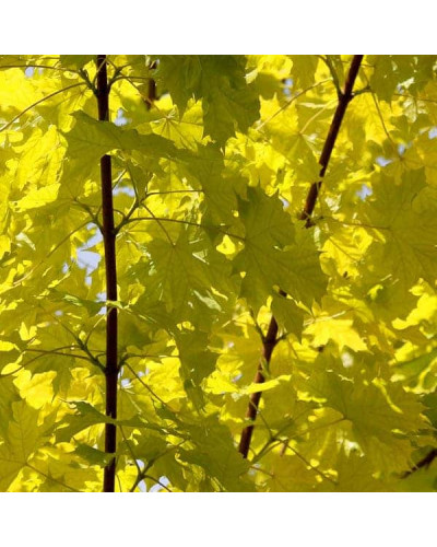 Клен гостролистний Принцетон Голд | Acer platanoides Princeton Gold | Клён остролистный Принцетон Голд