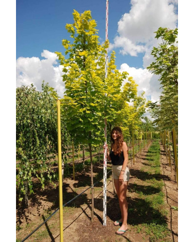 Клен гостролистний Принцетон Голд | Acer platanoides Princeton Gold | Клён остролистный Принцетон Голд