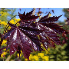 Клен гостролистий Фаассенс Блек | Acer platanoides Faassens Black | Клён остролистный Фаассенс Блек