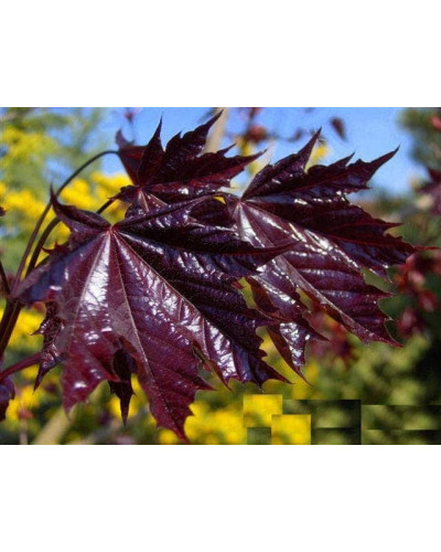 Клен гостролистий Фаассенс Блек | Acer platanoides Faassens Black | Клён остролистный Фаассенс Блек