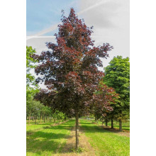 Клен гостролистий Роял Ред | Acer platanoides Royal Red | Клен остролистный Роял Ред