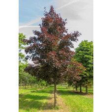 Клен гостролистий Роял Ред | Acer platanoides Royal Red | Клен остролистный Роял Ред