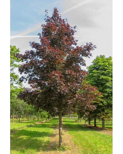 Клен гостролистий Роял Ред | Acer platanoides Royal Red | Клен остролистный Роял Ред