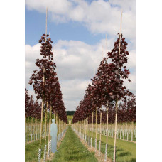 Клен гостролистий Роял Ред | Acer platanoides Royal Red | Клен остролистный Роял Ред