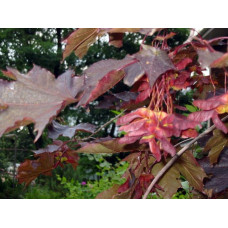 Клен гостролистий Роял Ред | Acer platanoides Royal Red | Клен остролистный Роял Ред