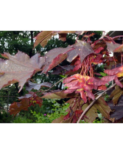 Клен гостролистий Роял Ред | Acer platanoides Royal Red | Клен остролистный Роял Ред