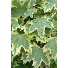Клен гостролистий Друмонді | Acer platanoides Drummondii | Клён остролистный Друммонди