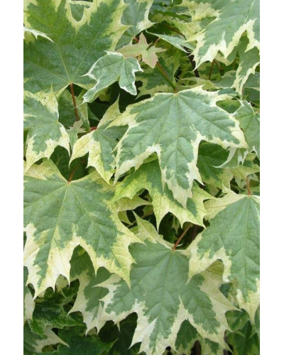 Клен гостролистий Друмонді | Acer platanoides Drummondii | Клён остролистный Друммонди