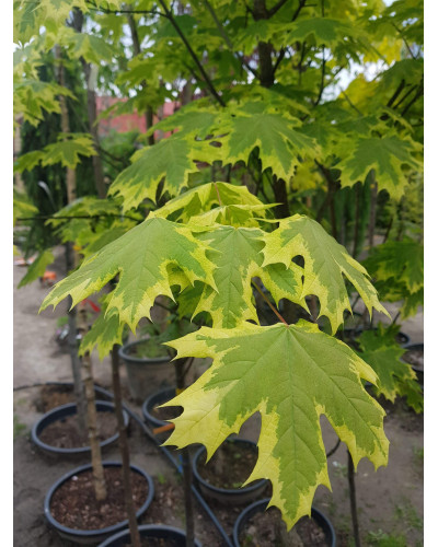Клен гостролистий Друмонді | Acer platanoides Drummondii | Клён остролистный Друммонди