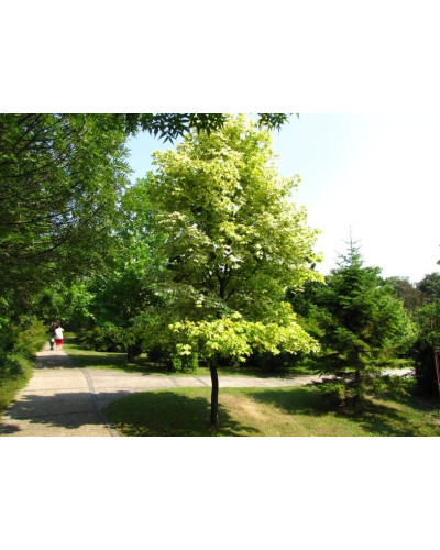 Клен гостролистий Друмонді | Acer platanoides Drummondii | Клён остролистный Друммонди