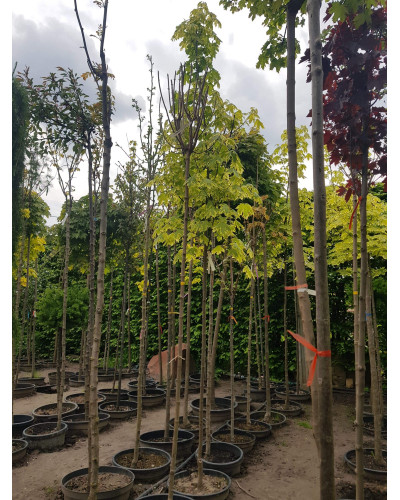 Клен гостролистий Друмонді | Acer platanoides Drummondii | Клён остролистный Друммонди