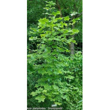 Клен гостролистий Друмонді | Acer platanoides Drummondii | Клён остролистный Друммонди
